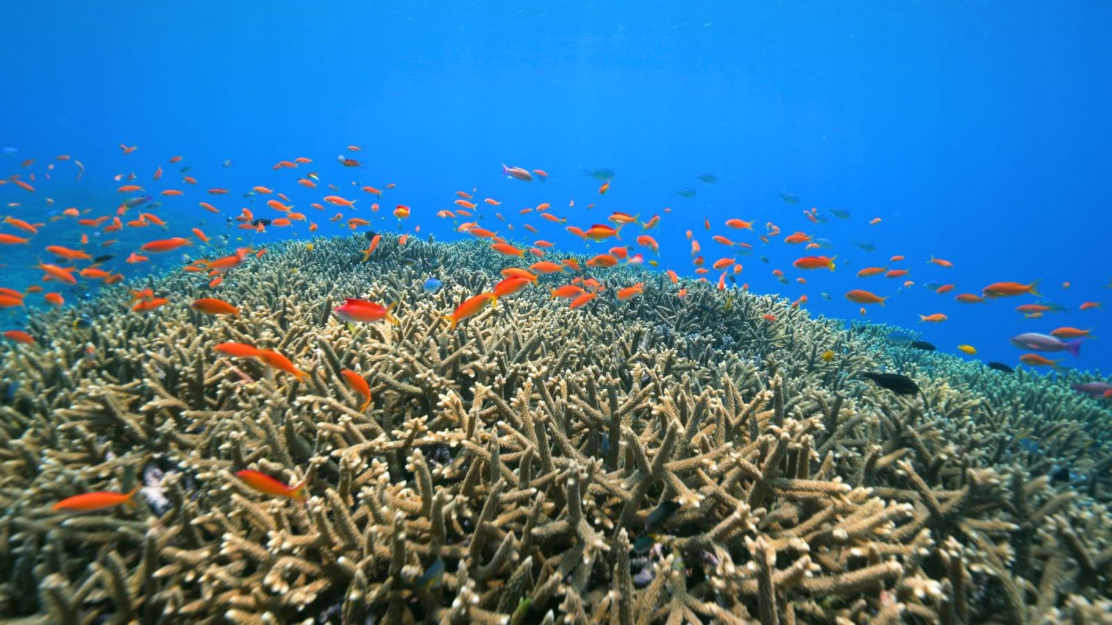 Mer tropicale de Okinawa avec Au Fil du Japon, agence de voyage sur mesur au Japon