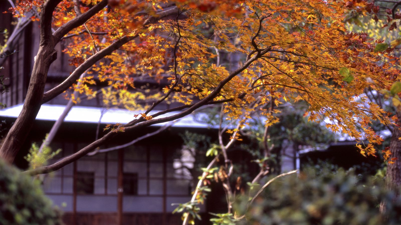 Automne au Japon avec Au Fil du Japon, agencde voyage sur mesure au Japon