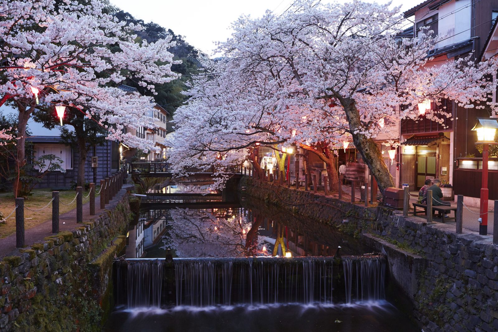 Cerisier du Japon en fleurs