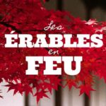 Voir les érables japonais