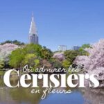 Où admirer les cerisiers en fleurs